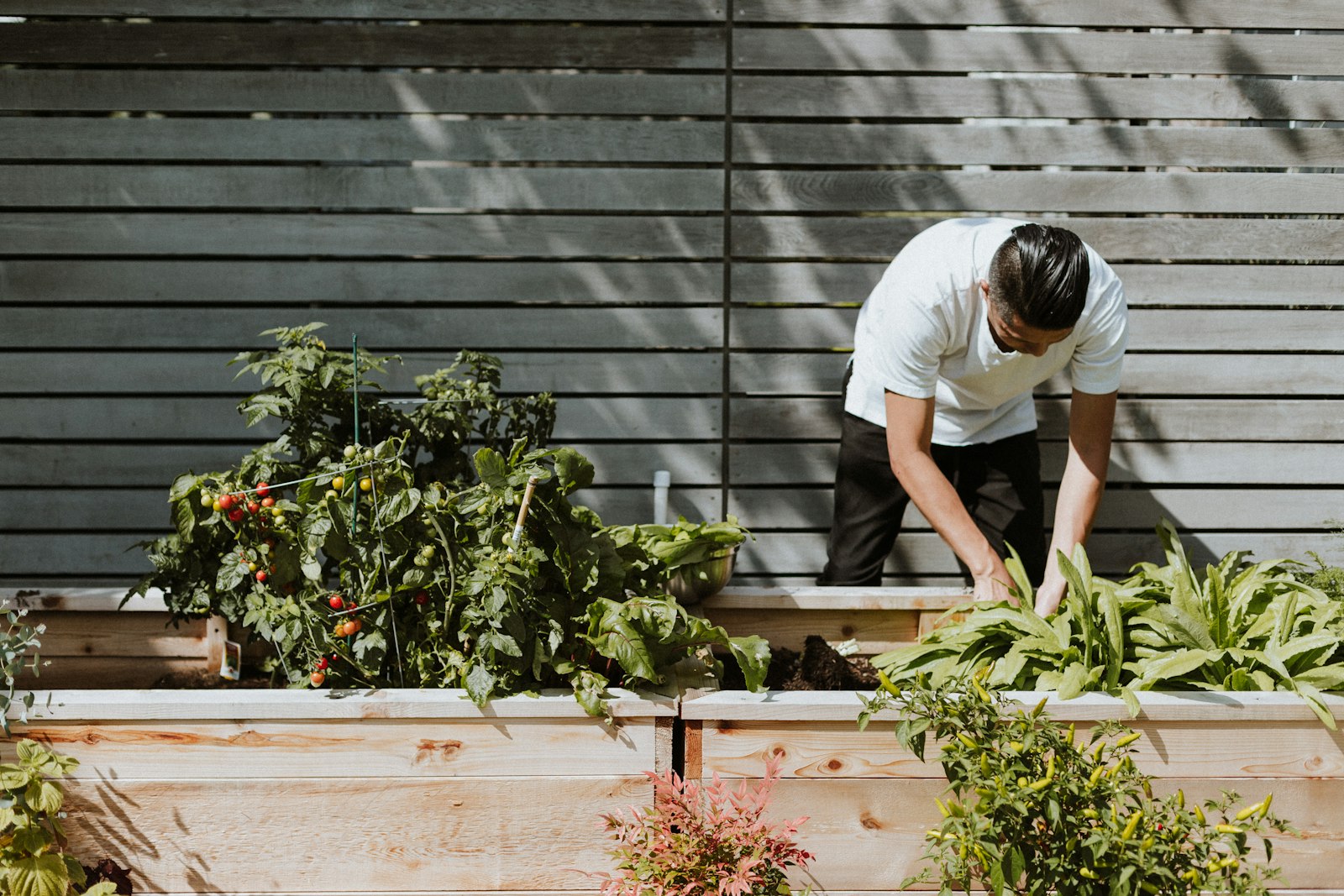 Gardener tending plants in raised wooden vegetable beds
