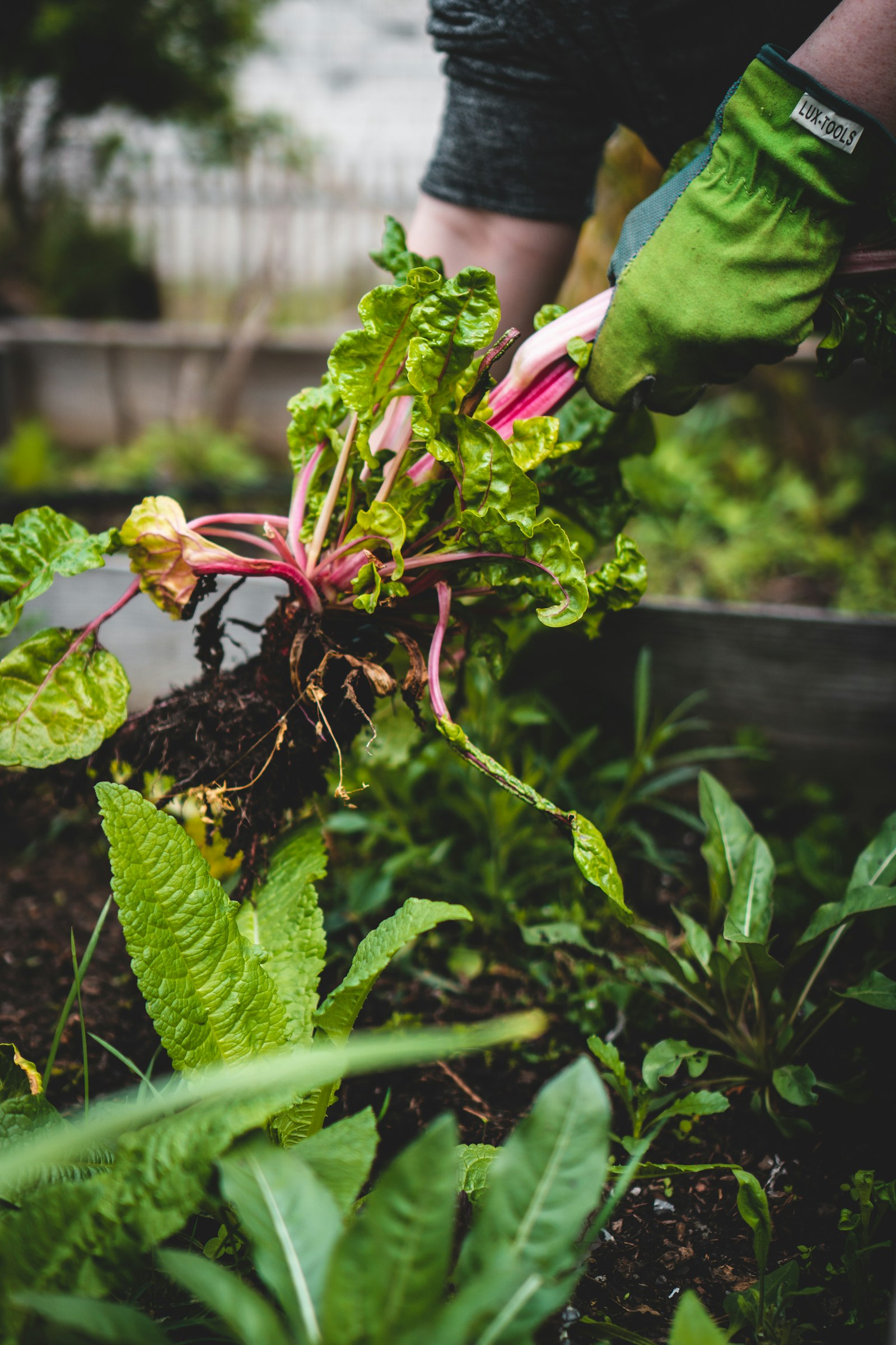 Gloved hands pulling a plant with its roots from dark soil