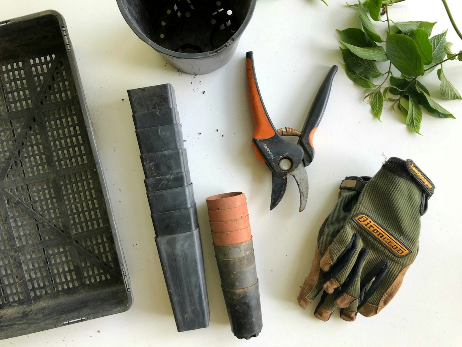 Pruning shears, gloves and hand tools laid out on a white table