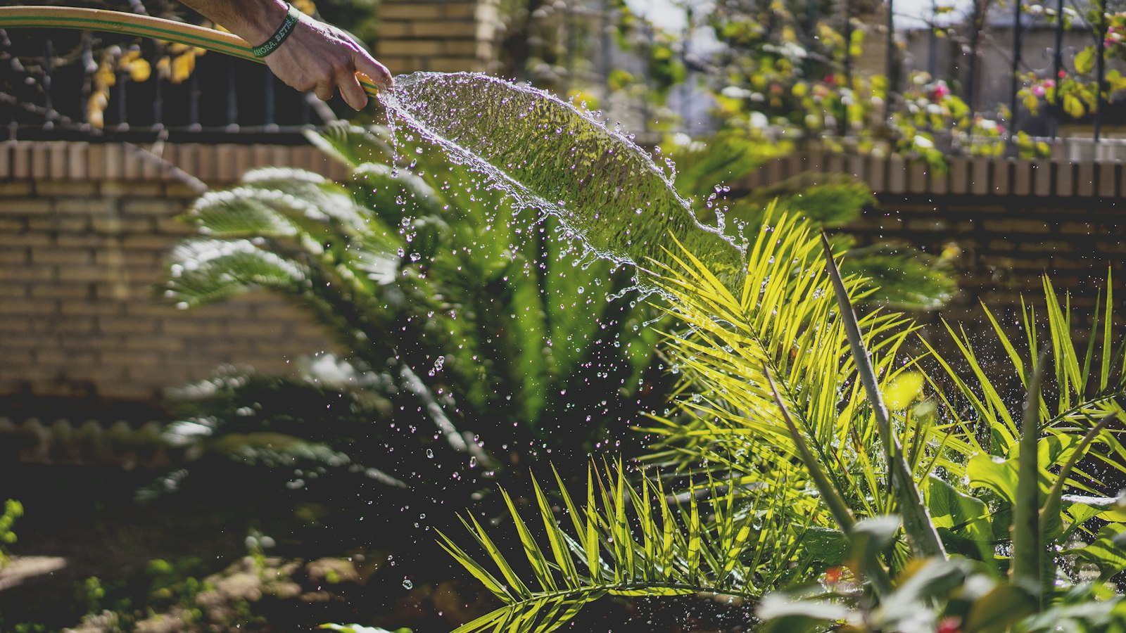 Person watering garden plants with a hose