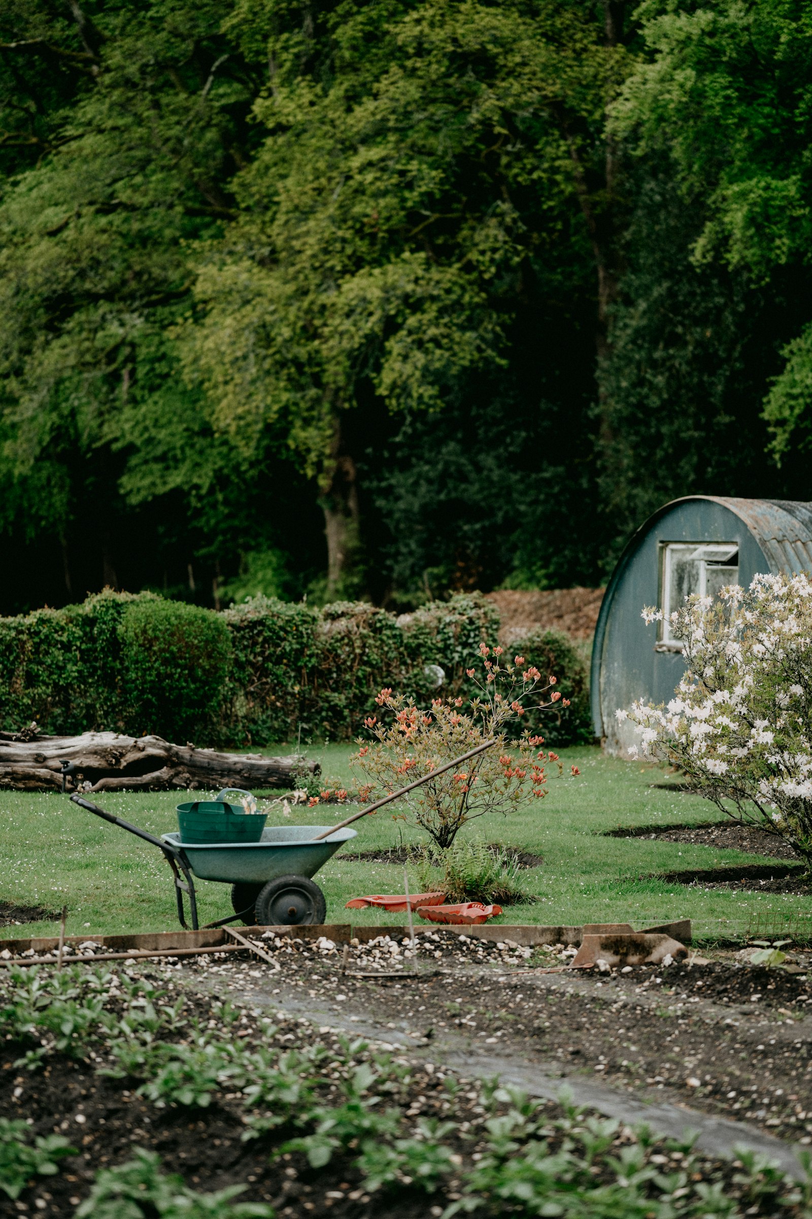 Wheelbarrow in a tidy garden with a small shed and flowering bushes